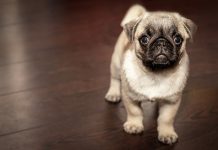 8 tips for grooming your dog at home
