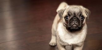 8 tips for grooming your dog at home
