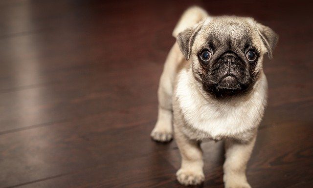 8 tips for grooming your dog at home