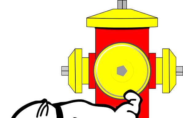 How to Remove Dog Urine Odour from Carpet