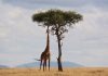 The Top 5 Things to See and Do on a Holiday in Kenya