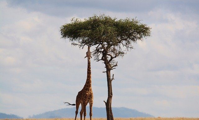 The Top 5 Things to See and Do on a Holiday in Kenya