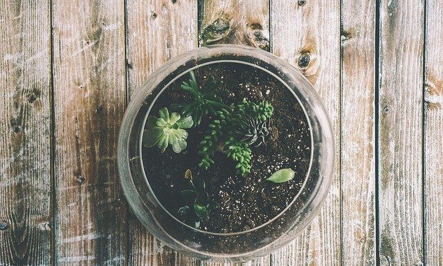 Nature Indoors: Grow A Soul-Soothing Terrarium