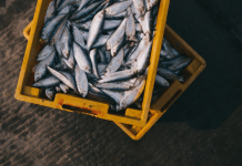 Expert Tips on How to Choose Seafood for Healthy Seafood Recipes