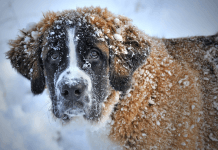 How to Cope with The Loss of Your Beloved Dog