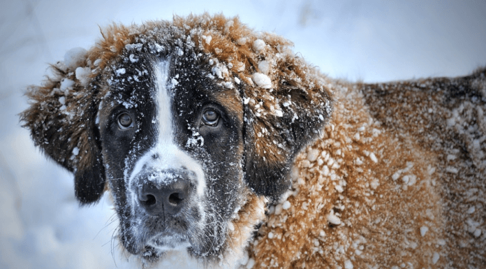 How to Cope with The Loss of Your Beloved Dog