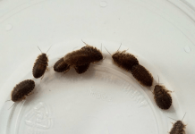 Dubia Roaches LifeCycle dubai roaches