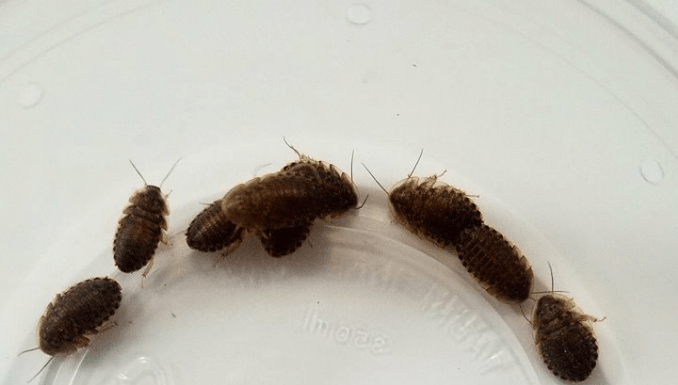 Dubia Roaches LifeCycle dubai roaches