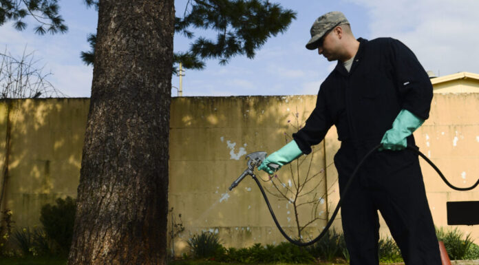Improvements And Benefits of Home Pest Control A person holding a tree Description automatically generated with low confidence