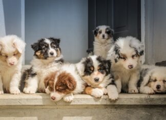 The Newbie’s Guide to Keeping Pet Dogs Healthy long-coated white puppy litter
