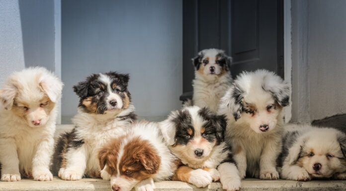 The Newbie’s Guide to Keeping Pet Dogs Healthy long-coated white puppy litter