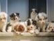 The Newbie’s Guide to Keeping Pet Dogs Healthy long-coated white puppy litter