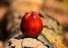 How to Spot And Overcome Temptation a red apple sitting on top of a tree branch