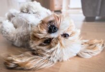 What’s The Best Flooring For Your Pets and Children?