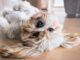 What’s The Best Flooring For Your Pets and Children?